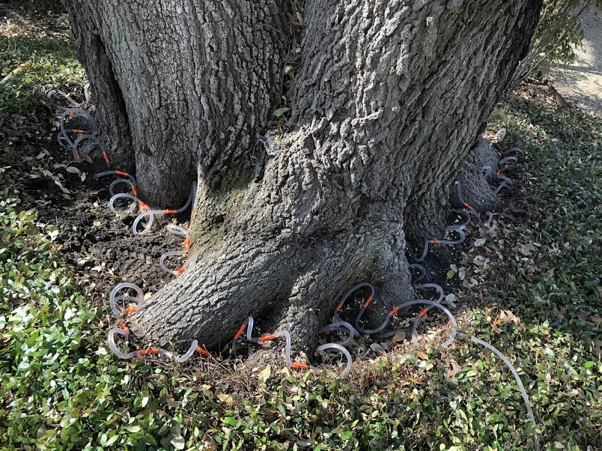 Detailed Tree Cabling and Bracing job site in Ashley Falls
